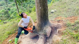 Agricultural vehicles transport timber 120 days to exploit giant trees