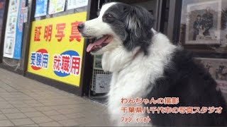 ペット写真スタジオ・犬と家族写真の写真館・千葉・幕張　【No.025　】