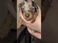 puppy eyes 🥺 dachshund trending viral dogs puppies tiktok fypシ sausagedog follow like