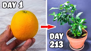 Growing Orange Tree From Seed Time Lapse (213 Days)