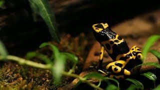 Warning Colors in the Animal World