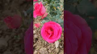 What does Pink Roses Symbolises #flowers #rose #pinkroses #rosegarden