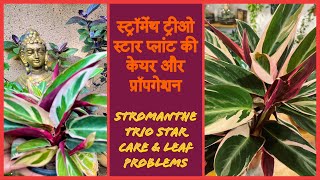 स्ट्रॉमेंथ ट्रीओ स्टार प्लांट की केयर और प्रॉपगेशन ॥stromanthe  triostar plant care & leaf problems