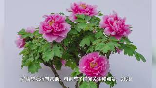 牡丹花怎么修剪，牡丹花修剪方法