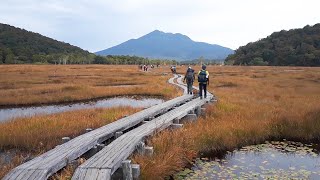 湿原を黄金色に染める草紅葉が見頃　尾瀬ケ原