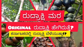 ರುದ್ರಾಕ್ಷಿ ಧರಿಸುವವರು ತಪ್ಪದೇ ನೋಡಿ|Elaeocarpus ganitrus|ರುದ್ರಾಕ್ಷಿ ಮರ @HandTfarmhouse