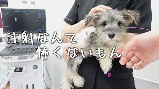 【3ヶ月半子犬】ワクチンを打ちに病院に行ってきました！【ミニチュアシュナウザー多頭飼い】