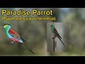 paradise parrot. the only extinct parrot of australia