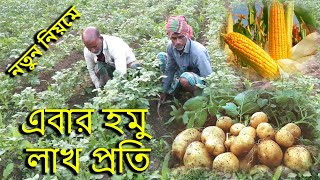 নতুন নিয়মে এবার হমু লাখ প্রতি। আলু, ভুট্টা যৌথ চাষ। মাটি ও মানুষ। Mati o manus. Agro