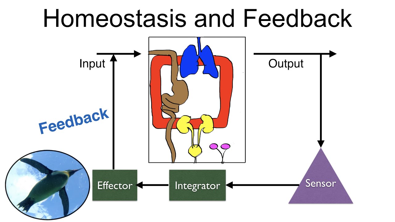 Negative Feedback Loop Homeostasis Imagros