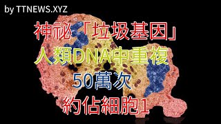 神祕“垃圾基因”人類DNA中重複50萬次，約佔細胞1