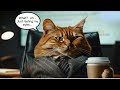 😻cats at the office🖊️😻 funny cats doing human things