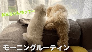 多頭飼いの癒されるモーニングルーティン【トイプードル】