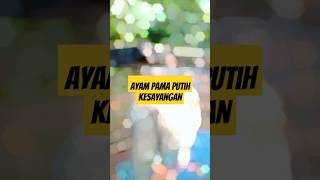 Ayam pama putih kesayangan #shorts #shortsviral #youtubeshorts #subscribers #ayampama #ayamhobi