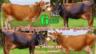 பட்டி காட்டில் வளர்ந்த இரண்டு ஜெர்மன் ரக சினை மாடுகள் விற்பனை