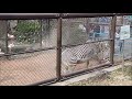 【寝ころぶ】グレビーシマウマ（ラッキー）＠野毛山動物園20220313