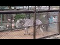 【寝ころぶ】グレビーシマウマ（ラッキー）＠野毛山動物園20220313