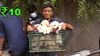 Cheapest pet market | Cheap Price Dog In Chennai | Pet Market | Recent Dog Puppy Price Update Cheap