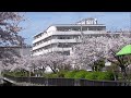 ふれあい緑地（大阪府豊中市）で桜が満開です。２０２４年4月10日（水）