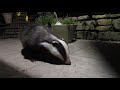 sweet tame badger visit