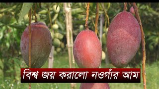 নওগাঁর যে আম বিশ্ব বাজারে সুনাম বয়ে আনলো# Naogaon Mango_