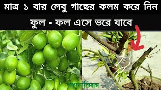 লেবু গাছের কলম করার সহজ পদ্ধতি|১ বার কলম করে দেখুন ফুল ফল এসে ভরে যাবে| lemon tree grafting