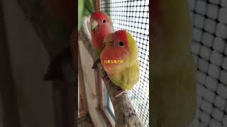 元気な鳴き声のコザクラインコちゃん