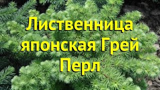 Лиственница японская грей перл. Краткий обзор, описание характеристик larix kaempferi Gray Pearl