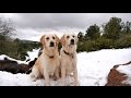 PUPS REACTION TO SNOW!