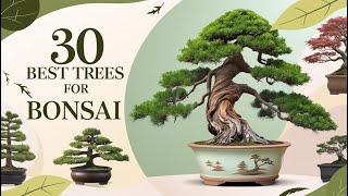 30 Best Bonsai Plants: Find Your Ideal Tree for Home or Garden!