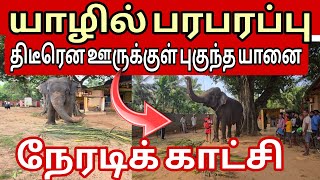 🛑யாழில் திடீரென ஊருக்குள் புகுந்த யானை! பார்க்க குவிந்த மக்கள்! #jaffna #trending #jaffnanews #live