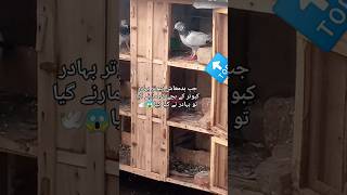 kabuter ki  bachun Sy muhabbat #explore #pigeon #taddykabootar #taddy #teddypegion #reels  #kabutar