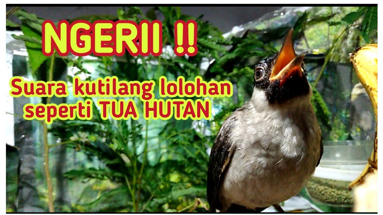 NGERII !! Ropelan Lolohan Ini - YouTube