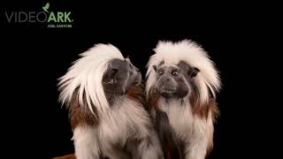 Two critically endangered (IUCN) and federally endangered cotton-top tamarins (Saguinus oedipus).