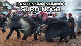 Seni Bantengan Suro Nogo Live Kembang Belor Pacet Mojokerto