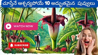 చూస్తేనే ఆశ్చర్యపోయే 10 అద్భుతమైన పువ్వులు | 10 Unique Flowers | Wonder Facts  #telugu #viralvideo