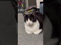 【＃shorts】忘れた頃におててないないのうた😸　～kobako sitting～　 猫動画 ハチワレ ハチワレ猫 cat