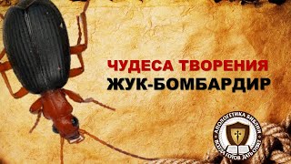 Жук-бомбардир | Чудеса творения