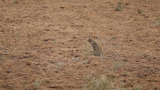 asiatic wild cat (felis sylvestris)