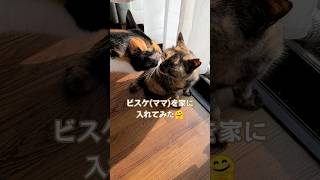 【猫】ドキドキ？1年ぶりの親子対面🤗サビ猫のビスケ＆三毛猫のミキちゃんwith茶トラのタイガ【癒し】#shorts