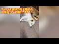 柴犬子犬チビーズの離乳食を作ろう‼️【生後1ヶ月子犬の離乳食開始】