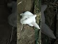 RABBIT, OMG Animals SOO Cute! AWW Cute baby animals, CUTEST moment of the Animal Planet 兔子 #655