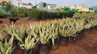 Sri sai nursery in Attibele  8660849212