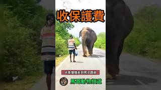 【巨獸攔住】大象擋路討甘蔗！男子被可愛巨獸攔住求助！#animal #animals #wildanimals #wildlife #動物世界 #nature #wild #獅子#野生