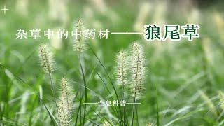 杂草中的中药材——狼尾草