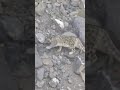 snow leopard falling of cliff snow leopard plummeted down side of mountain while climbing ❄️🐆🏔