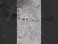 snow leopard falling of cliff snow leopard plummeted down side of mountain while climbing ❄️🐆🏔