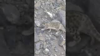 Snow Leopard Falling of Cliff, Snow Leopard plummeted down side of mountain while climbing ❄️🐆🏔