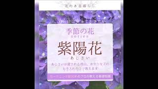 紫陽花の特性と育て方　静岡・藤枝　フラワーギフト　マスダグリーン