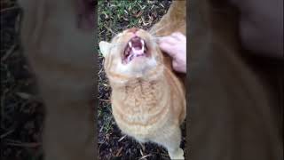 When I tickle the kitten #foryou #funnyvideo